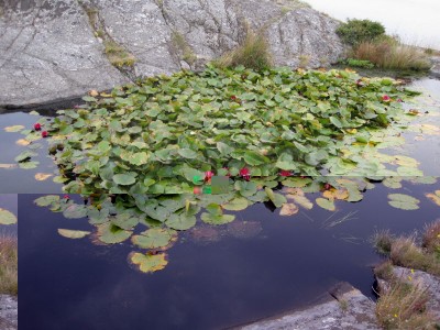 Näckros049.jpg