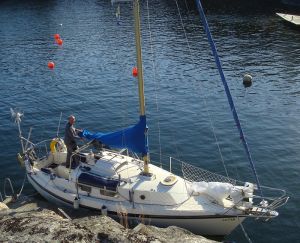 bild Westerly Tiger  